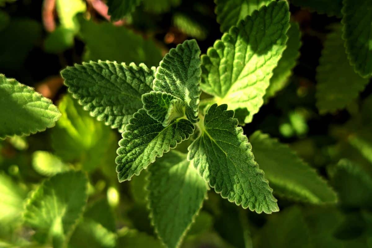 Mentha zou binnen 30 minuten