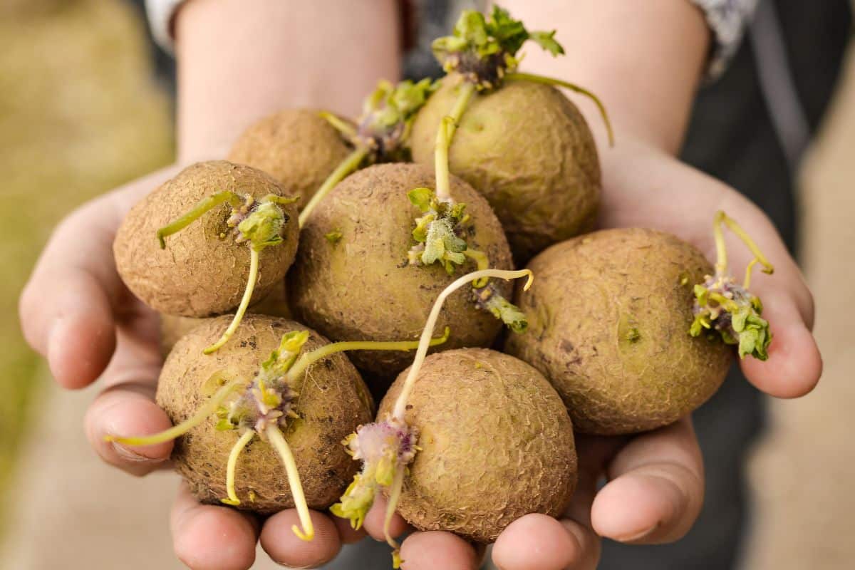 3 tot 6 mg per kilo kan fataal zijn